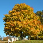 Sugar maple tree in autumn